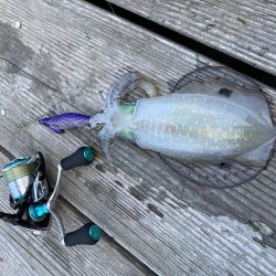 アオリが逃げていく(´༎ຶོρ༎ຶོ`)