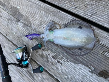 アオリが逃げていく(´༎ຶོρ༎ຶོ`)