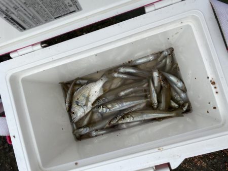 ピンギスばかり入れ食い