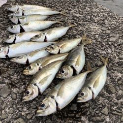 太刀魚釣れたよ