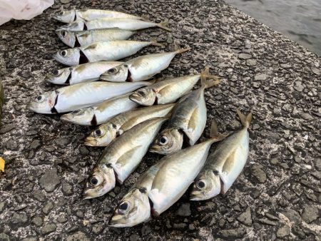 太刀魚釣れたよ