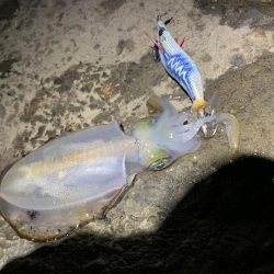 今シーズン初のアオリイカ