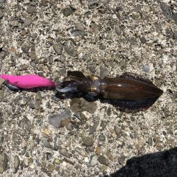 エギング、ジョアジギ釣果