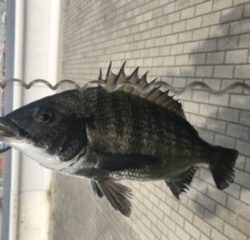 コスモ ジギング