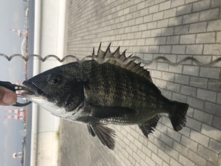 コスモ　ジギング