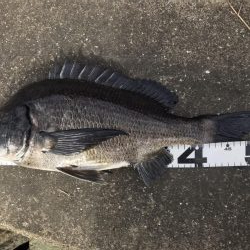 イチノ兄弟、釣果！