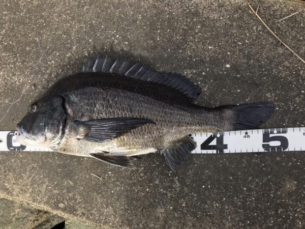 イチノ兄弟、釣果！