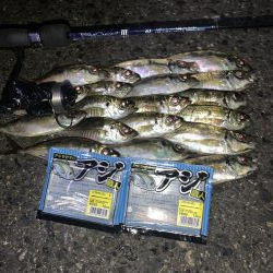 短時間でアジング入れ食い！！！