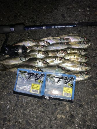 短時間でアジング入れ食い！！！