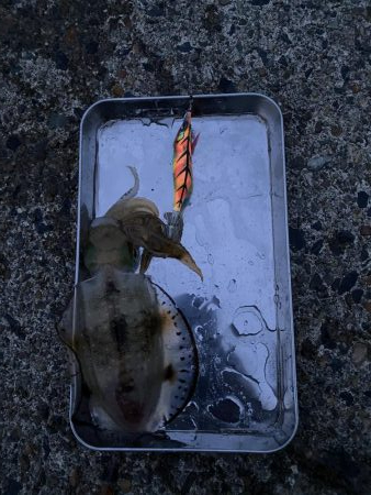 エギング　リベンジ編