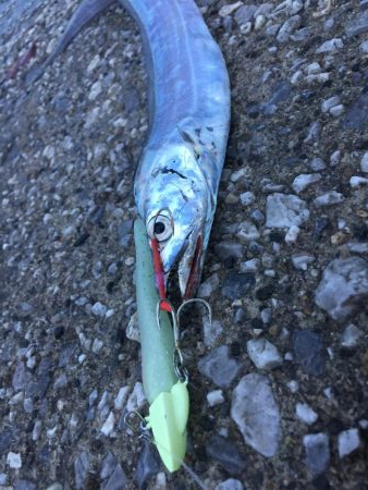 大雨の中太刀魚調査