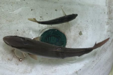 オフショアジギング