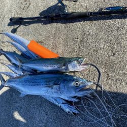 久しぶりのサワラ