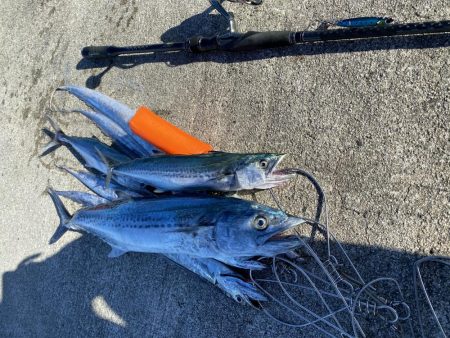 久しぶりのサワラ