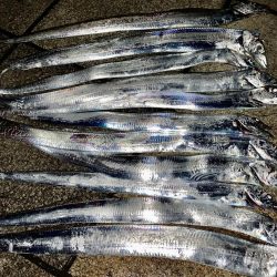 タチウオ爆釣　小タチウオ攻略！