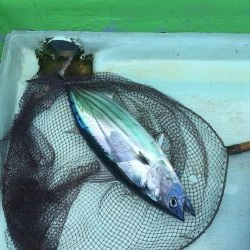 出羽島沖でカツオ