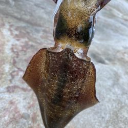 秋イカエギング