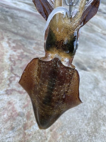 秋イカエギング