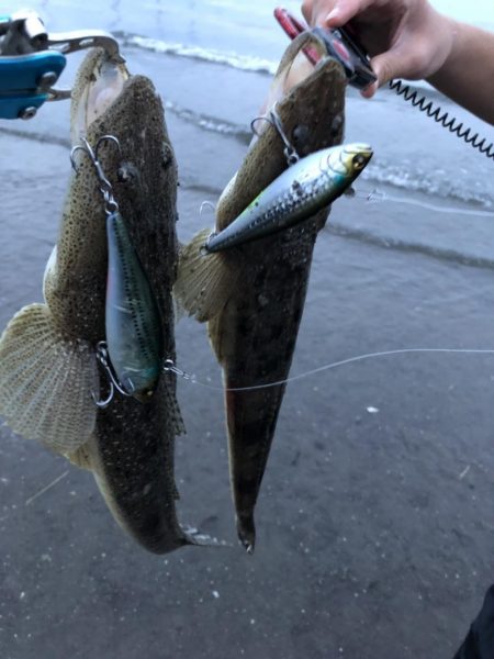 ウェーディングでマゴチcatch！