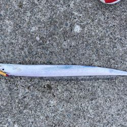 タチウオフィッシング