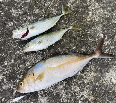 ライトショアジギングでカンパチGET！