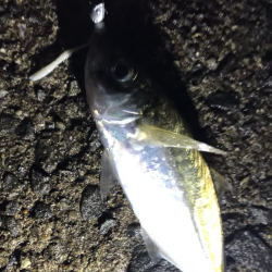 久しぶりアジング