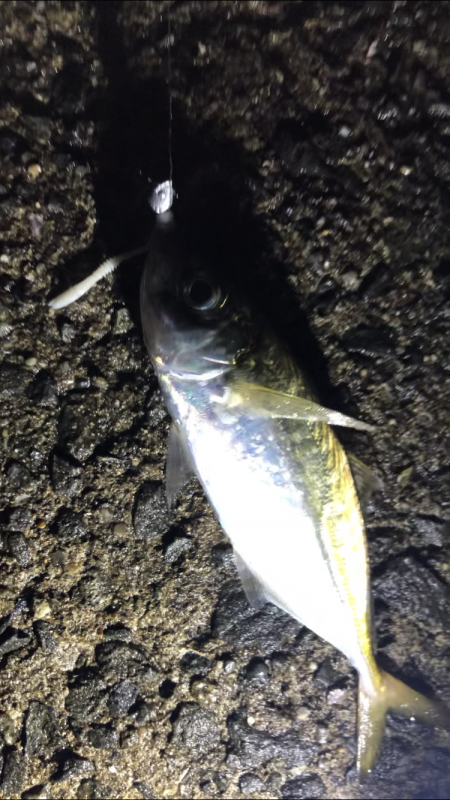 久しぶりアジング