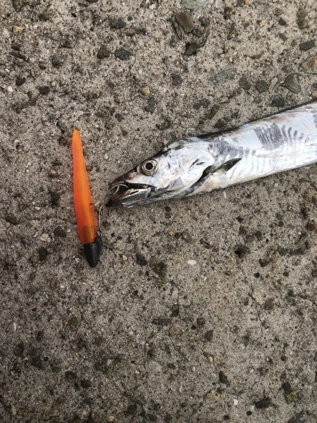 太刀魚ワインド