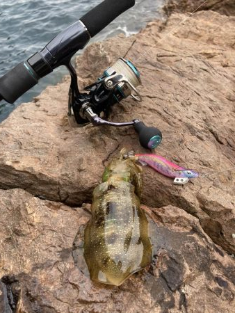 磯と筏でアオリ乱舞