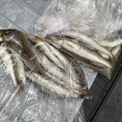 イカ調査がカマス三昧