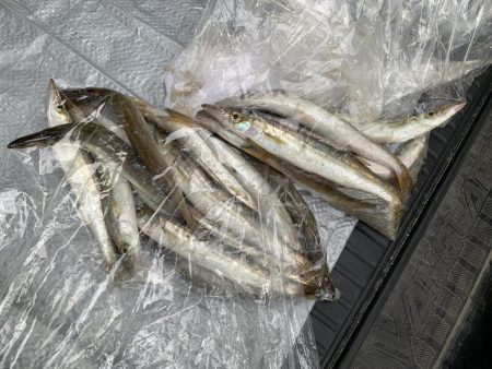 イカ調査がカマス三昧