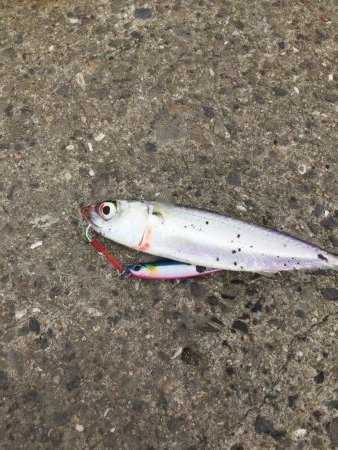 太刀魚はどこ？