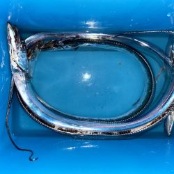 タチウオテンヤ