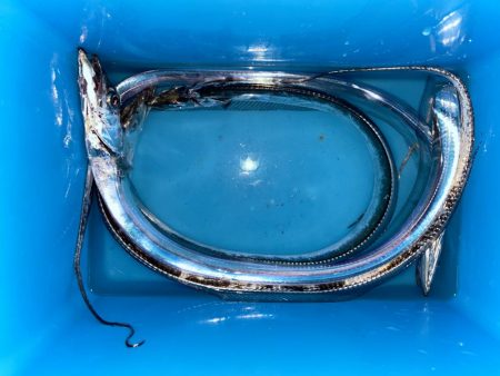 タチウオテンヤ