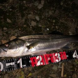 円山川シーバス