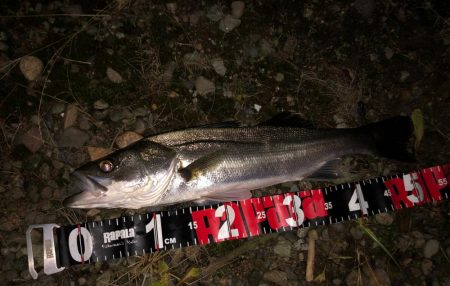 円山川シーバス