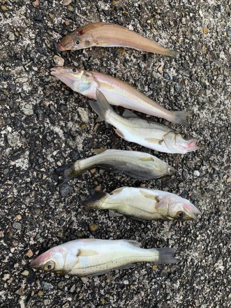 キス大収穫！！