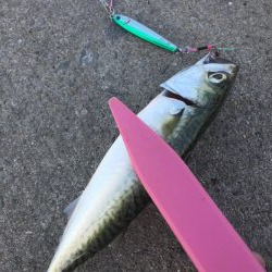 サバ、イワシ絶好調