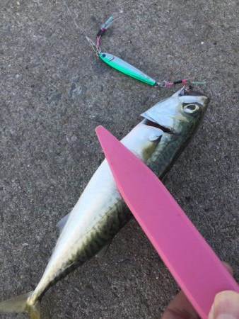 サバ、イワシ絶好調