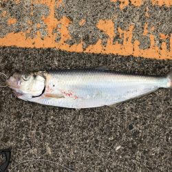 青物まだかなー