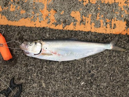 青物まだかなー