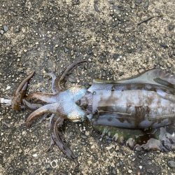 まったりエギング