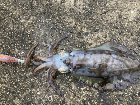 まったりエギング