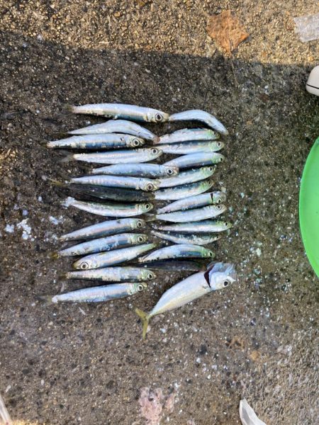 サビキでイワシ祭り