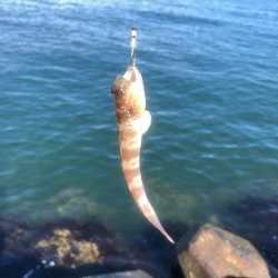 ベイト何処いった?