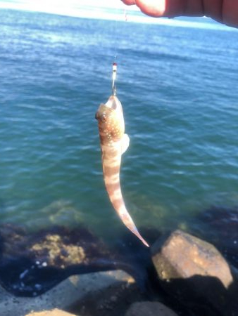 ベイト何処いった?