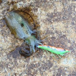 サクッとアオリ