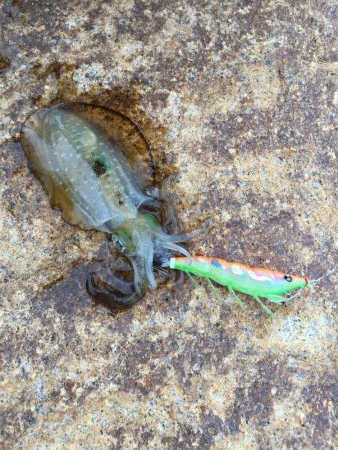 サクッとアオリ