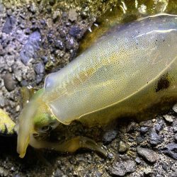 ナイトエギング