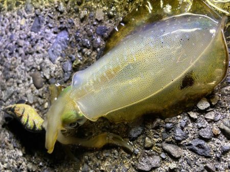 ナイトエギング